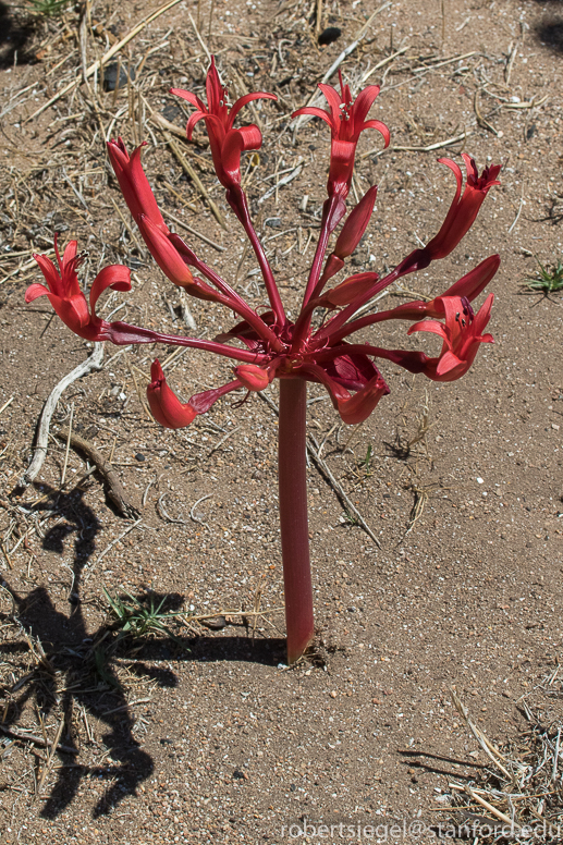 red flower